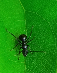 Polyrhachis scissa