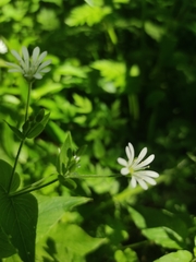 Stellaria nemorum