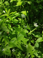 Stellaria nemorum