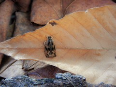 Olethreutes tilianum