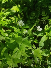 Stellaria nemorum
