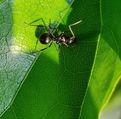 Polyrhachis scissa