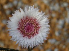 Actinodium cunninghamii