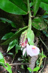 Costus acreanus