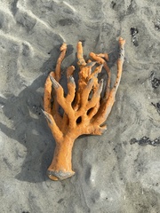 Axinella polycapella