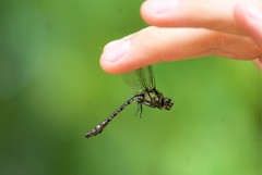 Ophiogomphus colubrinus