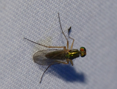 Dolichopus pulchrimanus