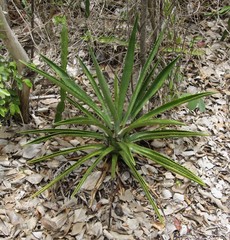 Agave decipiens