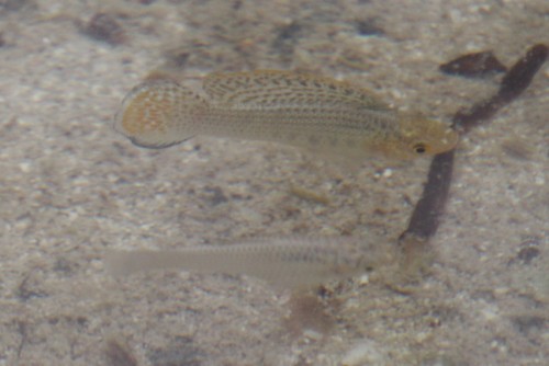 Molly Sailfin