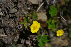 Potentilla matsumurae