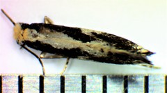 Monopis dorsistrigella