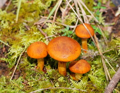 Cortinarius abnormis