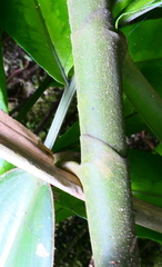 Costus acreanus