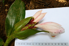 Costus acreanus