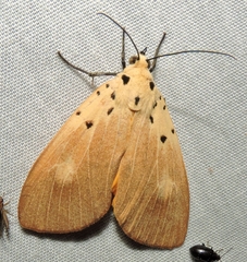 Asota iodamia