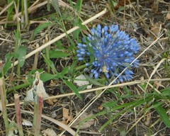 Allium caeruleum