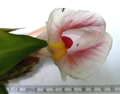 Costus acreanus