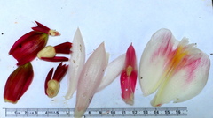 Costus acreanus