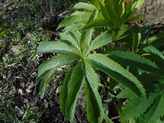 Helleborus viridis viridis