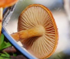 Cortinarius abnormis