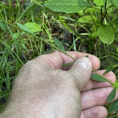 Linum virginianum