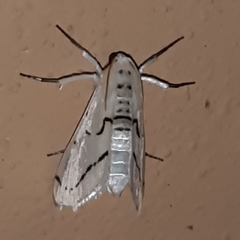 Linosta centralis
