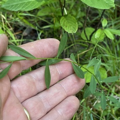 Linum virginianum