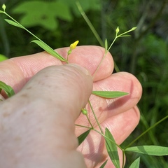 Linum virginianum