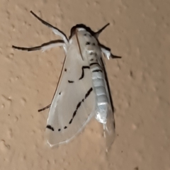 Linosta centralis