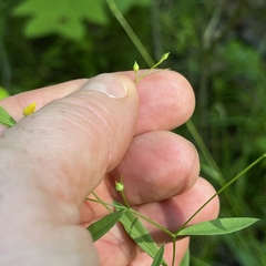 Linum virginianum