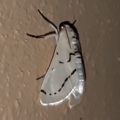 Linosta centralis