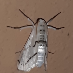 Linosta centralis