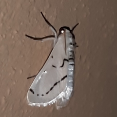 Linosta centralis