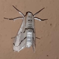 Linosta centralis