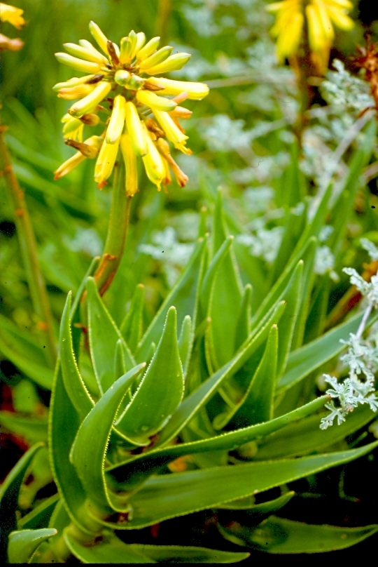 Aloiampelos commixta