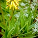 Peninsula Rambling Aloe - Photo Abu Shawka, no known copyright restrictions (public domain)