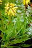 Peninsula Rambling Aloe - Photo Abu Shawka, no known copyright restrictions (public domain)