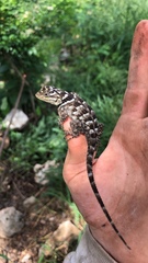 Sceloporus serrifer