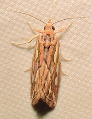 Meyrickella torquesauria