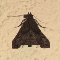 Palthis angulalis