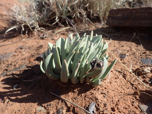 Griqualand nightfig (Hereroa wilmaniae)