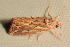 Meyrickella torquesauria