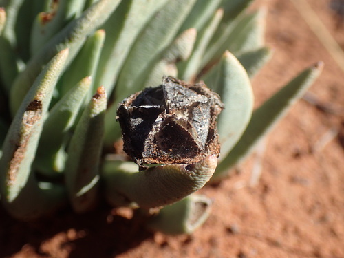Image of Hereroa wilmaniae by (c) Mahomed Desai, some rights reserved (CC BY)