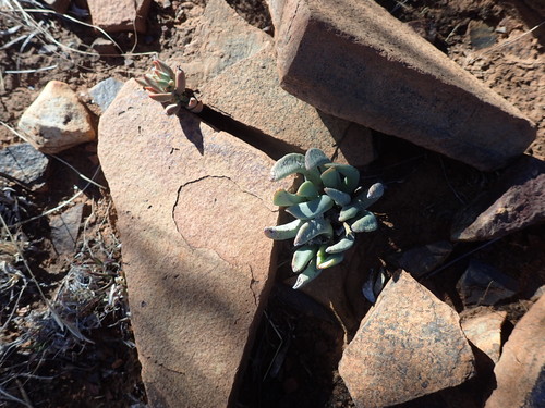 Image of Hereroa wilmaniae by (c) Mahomed Desai, some rights reserved (CC BY)