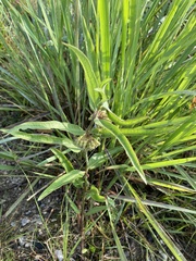 Asclepias viridiflora