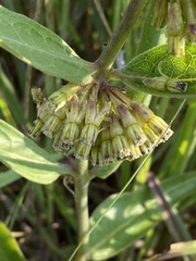 Asclepias viridiflora