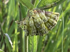 Asclepias viridiflora