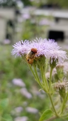 Copestylum sexmaculatum