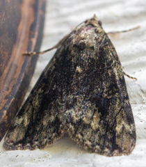 Catocala micronympha