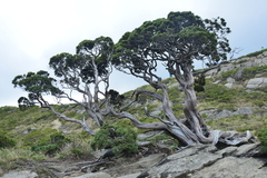 Juniperus morrisonicola